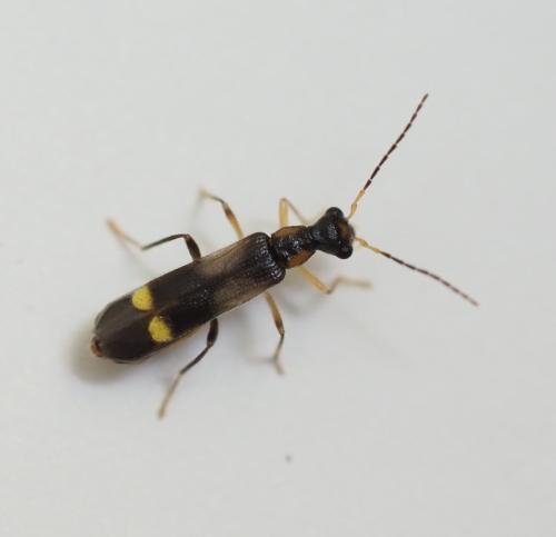 Malthinus balteatus